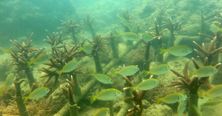 KDI Holdings đầu tư 15 tỷ đồng tái sinh san hô tại Nha Trang